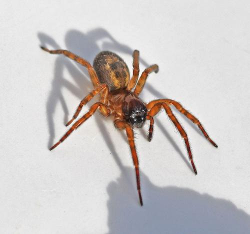 Réf. 336 311 : Amaurobius (fenestralis-similis)